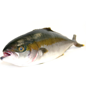 Hamachi Yellowtail Kingfish